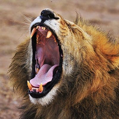 Image of Africa Travel