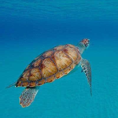 Image of Animal Conservation Experiences